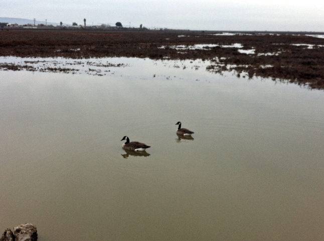 Ducks in Water on Land